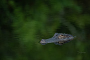 Lurking in the Shadows 6768 Photograph by Dan Beauvais