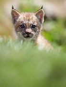 Lynx kit #3  Photograph by Rudy Viereckl