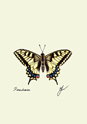 Machaon Digital Art by Elina Ripamonti