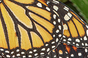 Macro Monarch Photograph by Amfmgirl Photography