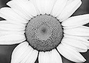 Macro Photography - Black and White Daisy Photograph by Amelia Pearn Macro Photography - Black and White Daisy Photograph by Amelia Pearn