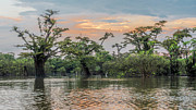 Macrolobium trees Laguna Grande Cuyabeno and Cocoi heron Photograph by Henri Leduc