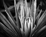 Madera Leaves Photograph by Lupen Grainne