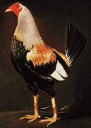 Madman, a Birchen Cock Painting by Henry Thomas Alken Madman, a Birchen Cock Painting by Henry Thomas Alken