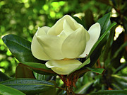 Magnificent Magnolia Photograph by Dawn Steiger
