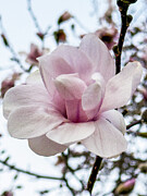 Magnolia Bloom Photograph by Leslie Brashear
