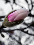 Magnolia Bud Photograph by Leslie Brashear