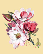 Magnolia Flowers Digital Art by Madame Memento