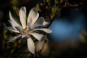 Magnolia Kobus - Kobushi star Magnolia Photograph by Olivier Parent