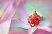 Magnolia Susan Photograph by Marilyn Cornwell Magnolia Susan Photograph by Marilyn Cornwell