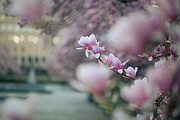 Magnolias Photograph by Marlo Horne