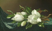 Magnolias on Light Blue Velvet Cloth - Martin Johnson Heade Digital Art by Samuel HUYNH