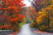 Majestic Autumn Road Photograph by Jessica Jenney