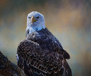 Majestic Eagle Photograph by James Gamble