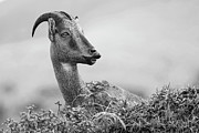 Majestic Posture Photograph by Puttaswamy Ravishankar Majestic Posture Photograph by Puttaswamy Ravishankar