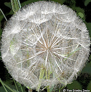 Make A Wish Plant Digital Art by Tom Janca Make A Wish Plant Digital Art by Tom Janca