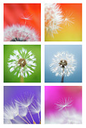 Make a Wish - Rainbow Photograph by Anita Nicholson
