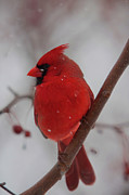 Male Cardinal Male III Digital Art by Jerry Dalrymple