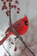 Male Cardinal winter II Digital Art by Jerry Dalrymple