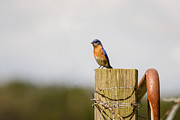 Male Eastern Bluebird Sitting on a Post Photograph by Joni Eskridge