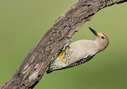 Male Golden-fronted Woodpecker #1 Photograph by Puttaswamy Ravishankar
