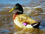 Male Mallard in the Delaware River Photograph by Linda Stern