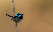 Male Superb fairywren Photograph by Puttaswamy Ravishankar