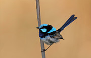 Portrait of a Male Superb fairy-wren Photograph by Puttaswamy Ravishankar