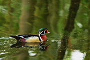 Male Wood Duck Digital Art by Jerry Dalrymple