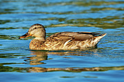 Mallard Anas platyrhynchos Costa Ballena Cadiz Spain Photograph by Sapiens Verbum