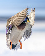 Mallard Blues Photograph by James Overesch