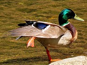 Mallard Doing the Big Stretch  Photograph by Linda Stern