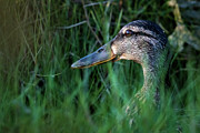 Mallard Head Shot Close Up Between Grass O Seixo Galicia Photograph by Sapiens Verbum Mallard Head Shot Close Up Between Grass O Seixo Galicia Photograph by Sapiens Verbum