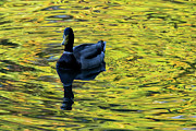 Mallard in Autumn 1 Photograph by Kevin Suttlehan
