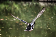 Mallard in Flight Photograph by Evan Foster Mallard in Flight Photograph by Evan Foster
