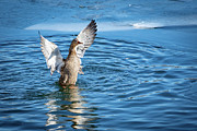 Mallard in Frozen Water Photograph by Alyssa Tumale