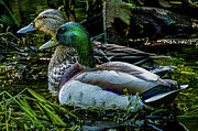 Mallard pair Photograph by Brian Shoemaker Mallard pair Photograph by Brian Shoemaker
