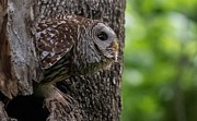 Mama Barred Owl Getting Ready Photograph by Puttaswamy Ravishankar Mama Barred Owl Getting Ready Photograph by Puttaswamy Ravishankar