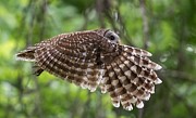 Mama Barred Owl in Action Photograph by Puttaswamy Ravishankar