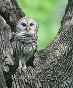 Mama Barred Owl  Photograph by Puttaswamy Ravishankar