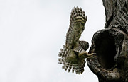 Mama Barred owl Smooth Landing Photograph by Puttaswamy Ravishankar Mama Barred owl Smooth Landing Photograph by Puttaswamy Ravishankar