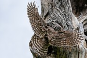 Mama Barred owl with Wings Spread Photograph by Puttaswamy Ravishankar Mama Barred owl with Wings Spread Photograph by Puttaswamy Ravishankar