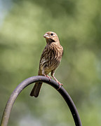 Mama Bird Photograph by David Beechum Mama Bird Photograph by David Beechum