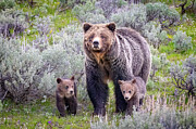 Mama Grizzly and Cubs Photograph by Tim Stanley