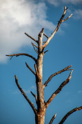Manorville Snag Photograph by Cathy Kovarik
