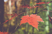 Maple I'll have another Photograph by Stacy Abbott