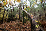 Maple leaves on a tree branch in autumn. Fall season in a forest. Photograph by Michalakis Ppalis