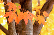 Maple Leaves Photograph by Patty Colabuono