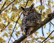 Maple Owl Photograph by James Overesch