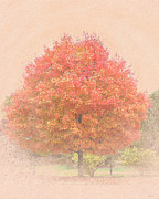 Maple Tree in the Park Photograph by Bentley Davis Maple Tree in the Park Photograph by Bentley Davis